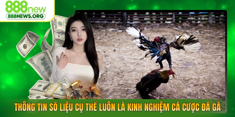 Thông tin số liệu cụ thể luôn là kinh nghiệm cá cược đá gà